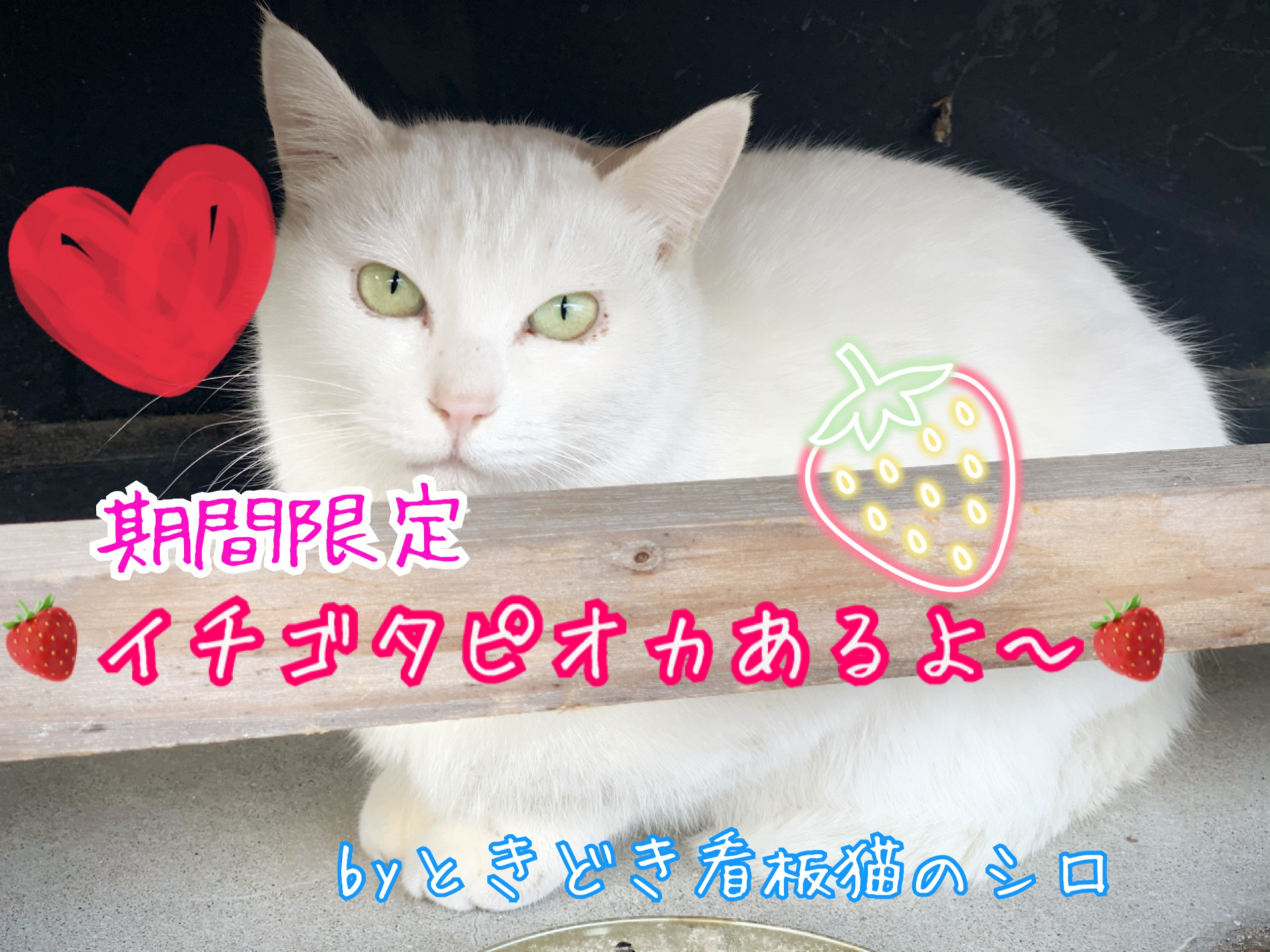 京都伏見稲荷でオススメラーメン屋とタピオカ・ラーメントリトン